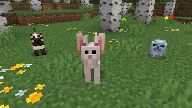 Screenshot of the Minecraft Bedrock Marketplace product Basic Cats Add-On (1.0) created by CrackedCubes.