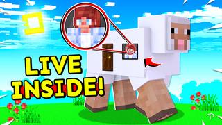 Thumbnail of the Minecraft Bedrock Marketplace product How to LIVE INSIDE A SHEEP! created by Pickaxe Studios.