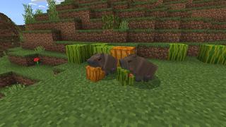 Screenshot of the Minecraft Bedrock Marketplace product Capybaras+ created by Yeggs.